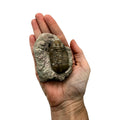 Subasaphus laticaudatus Trilobite