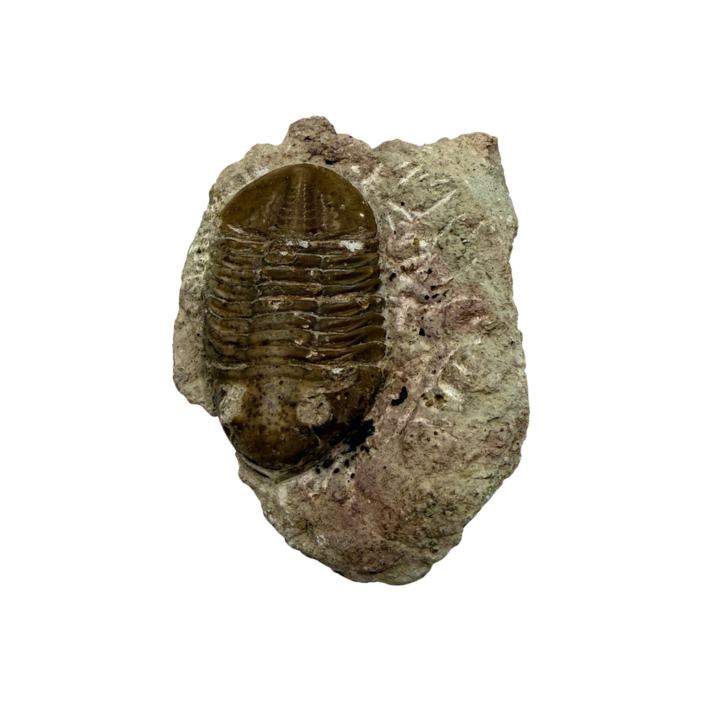 Subasaphus laticaudatus Trilobite