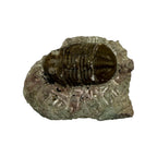 Subasaphus laticaudatus Trilobite