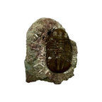 Subasaphus laticaudatus Trilobite