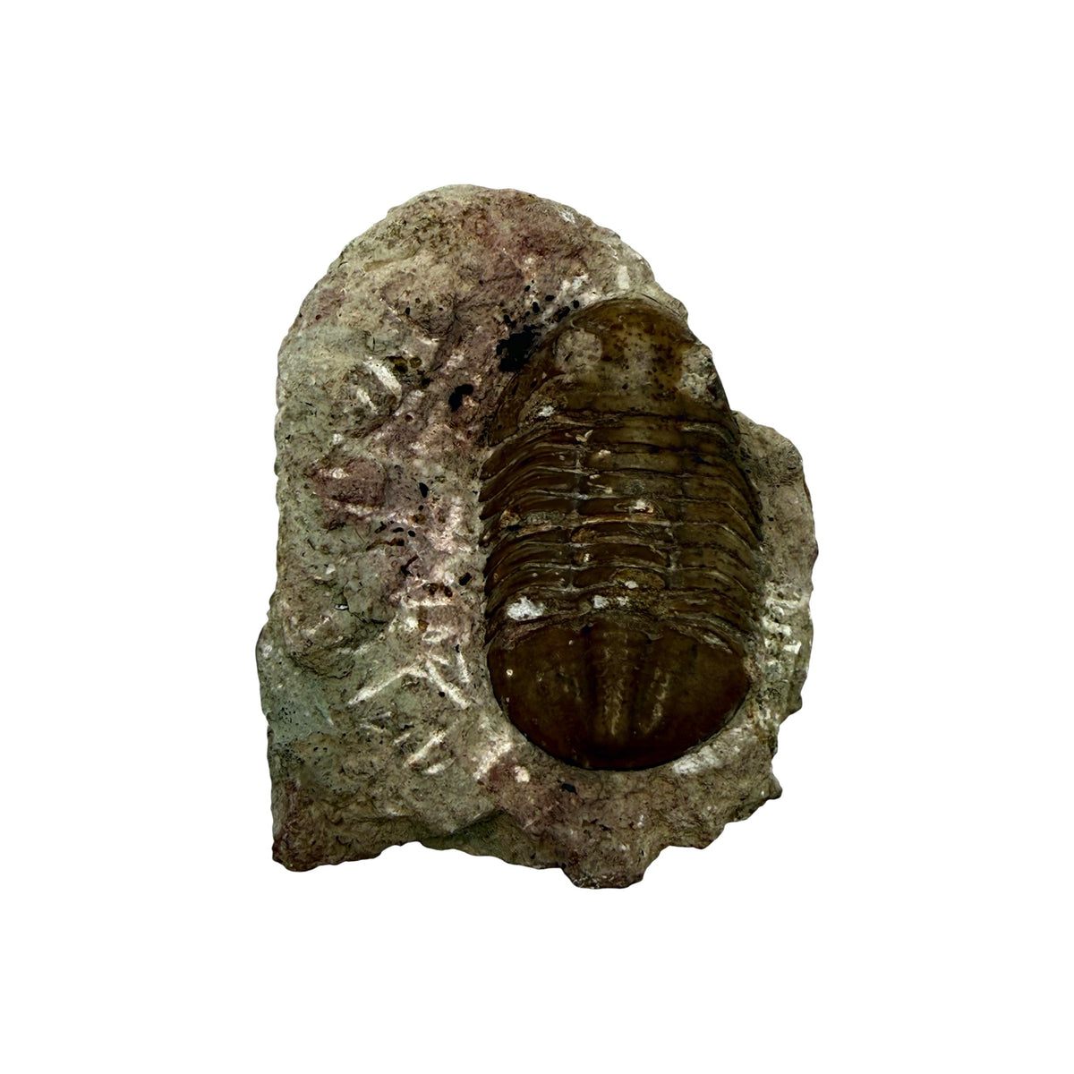 Subasaphus laticaudatus Trilobite