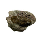 Subasaphus laticaudatus Trilobite