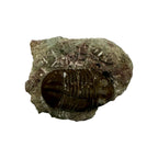 Subasaphus laticaudatus Trilobite