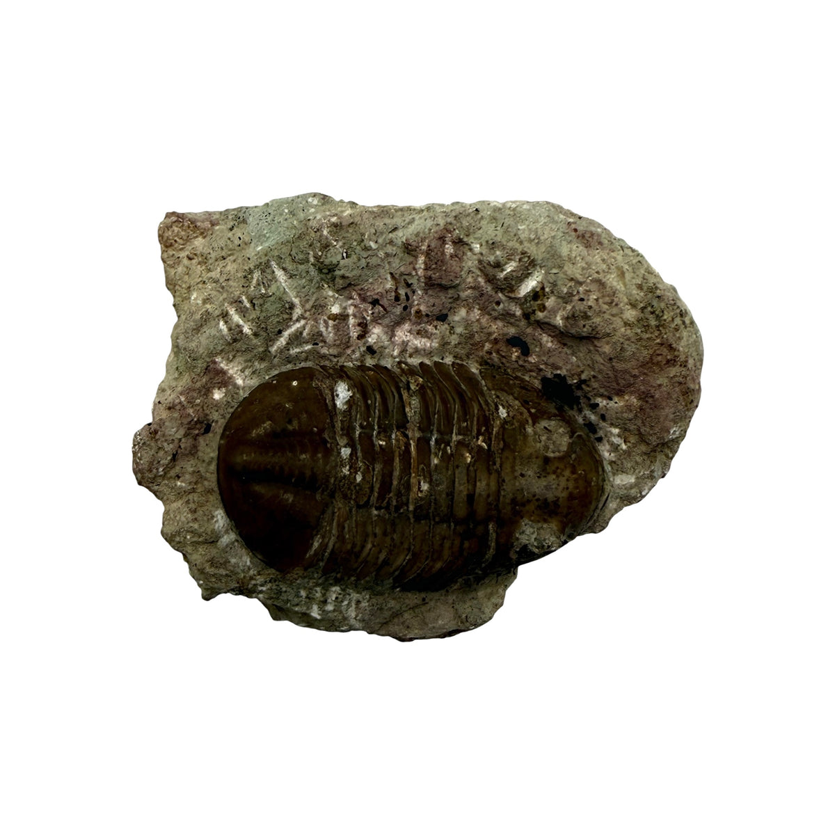 Subasaphus laticaudatus Trilobite