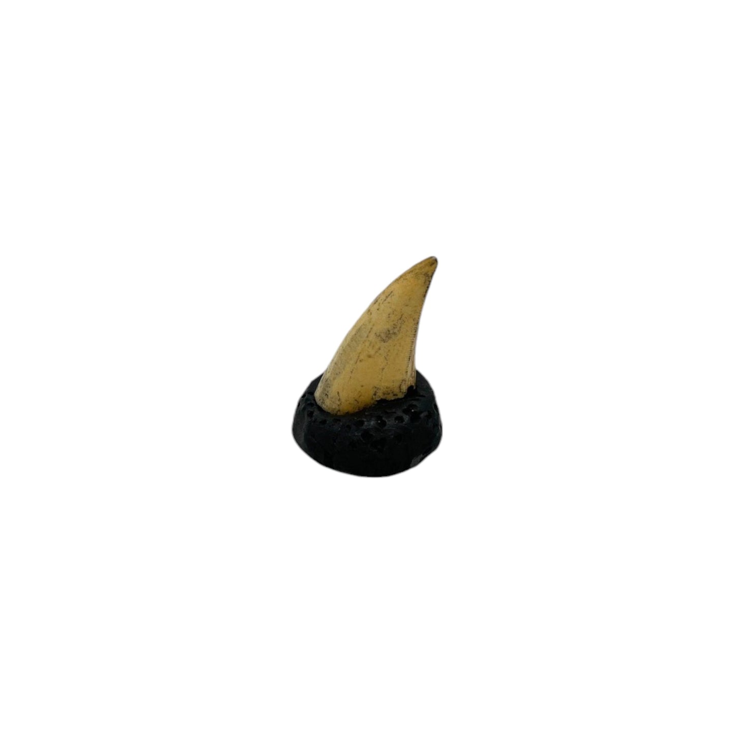 Tooth Replica (T.Rex Tooth + Base)