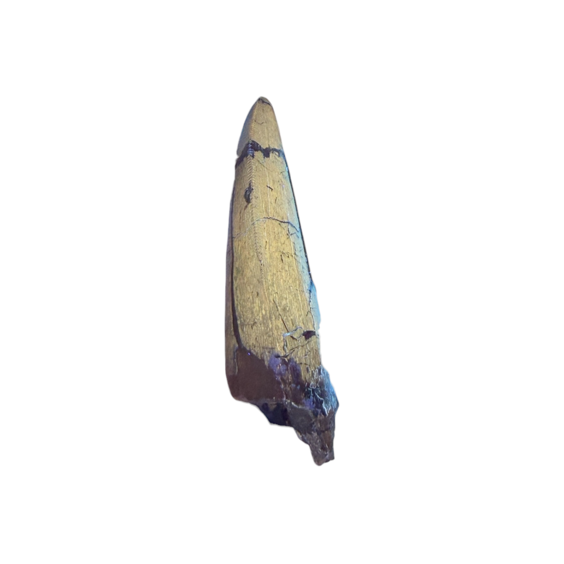 tyrannosaurus-rex-tooth-serrations.jpg