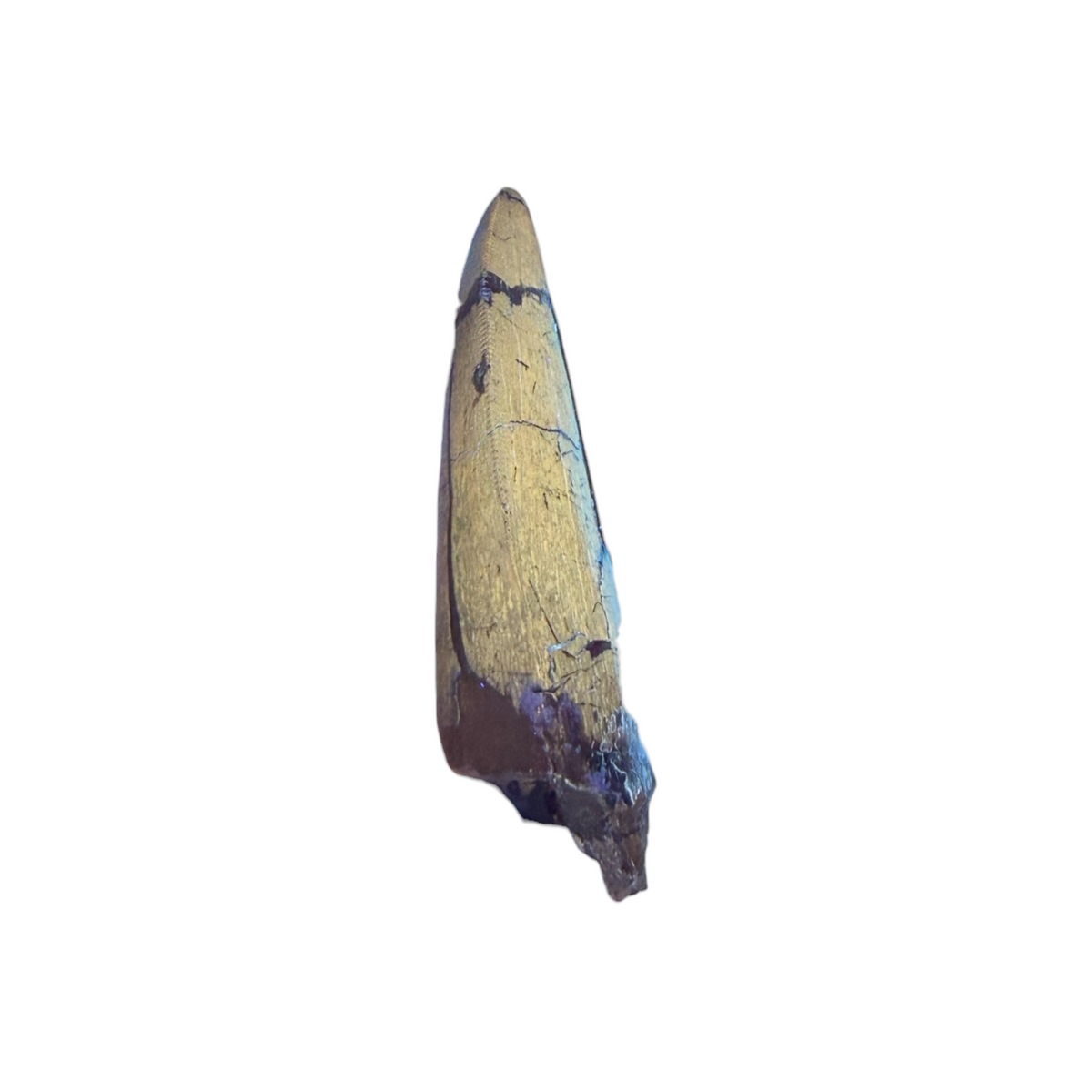 tyrannosaurus-rex-tooth-serrations.jpg