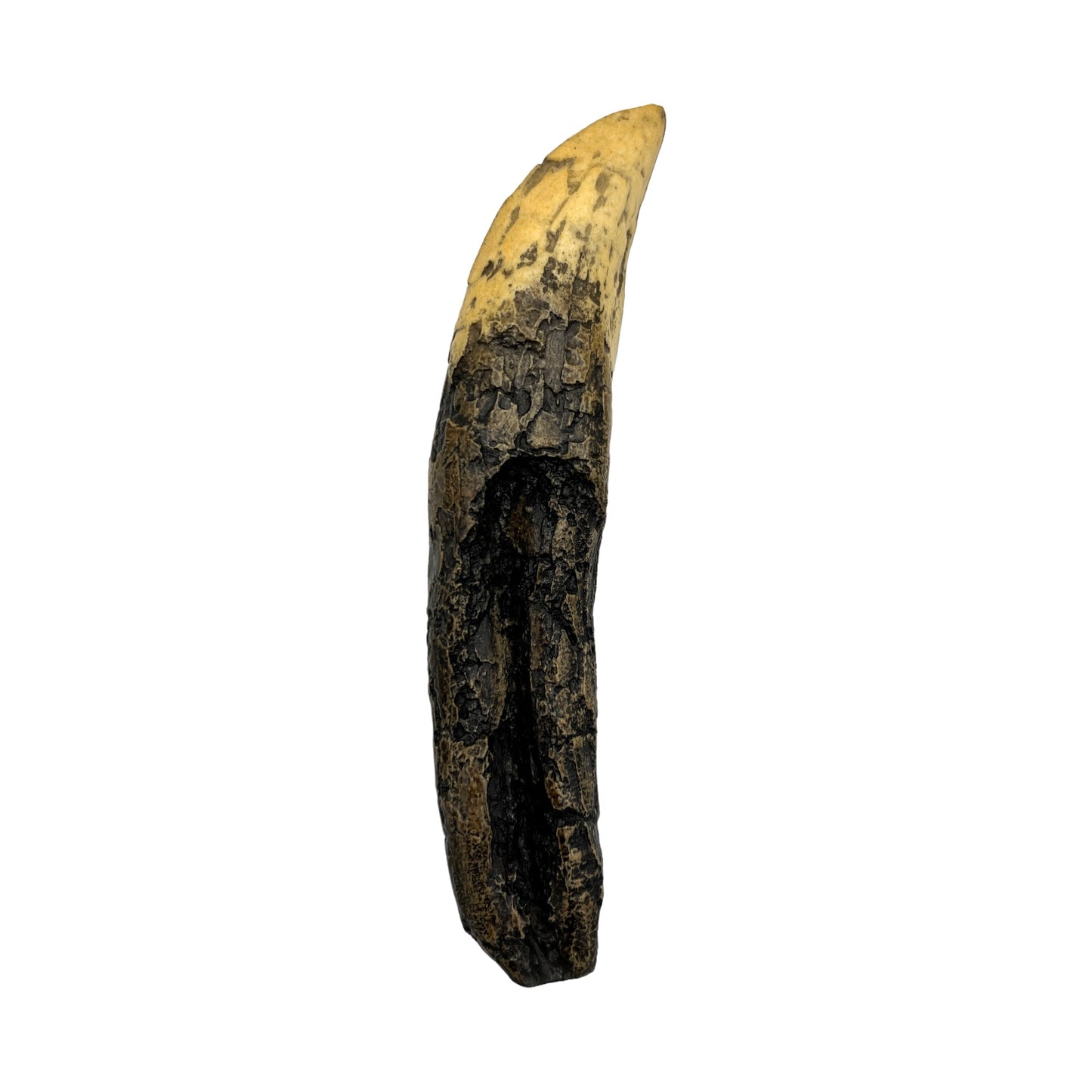 Tooth Replica (T.Rex Tooth with Root)