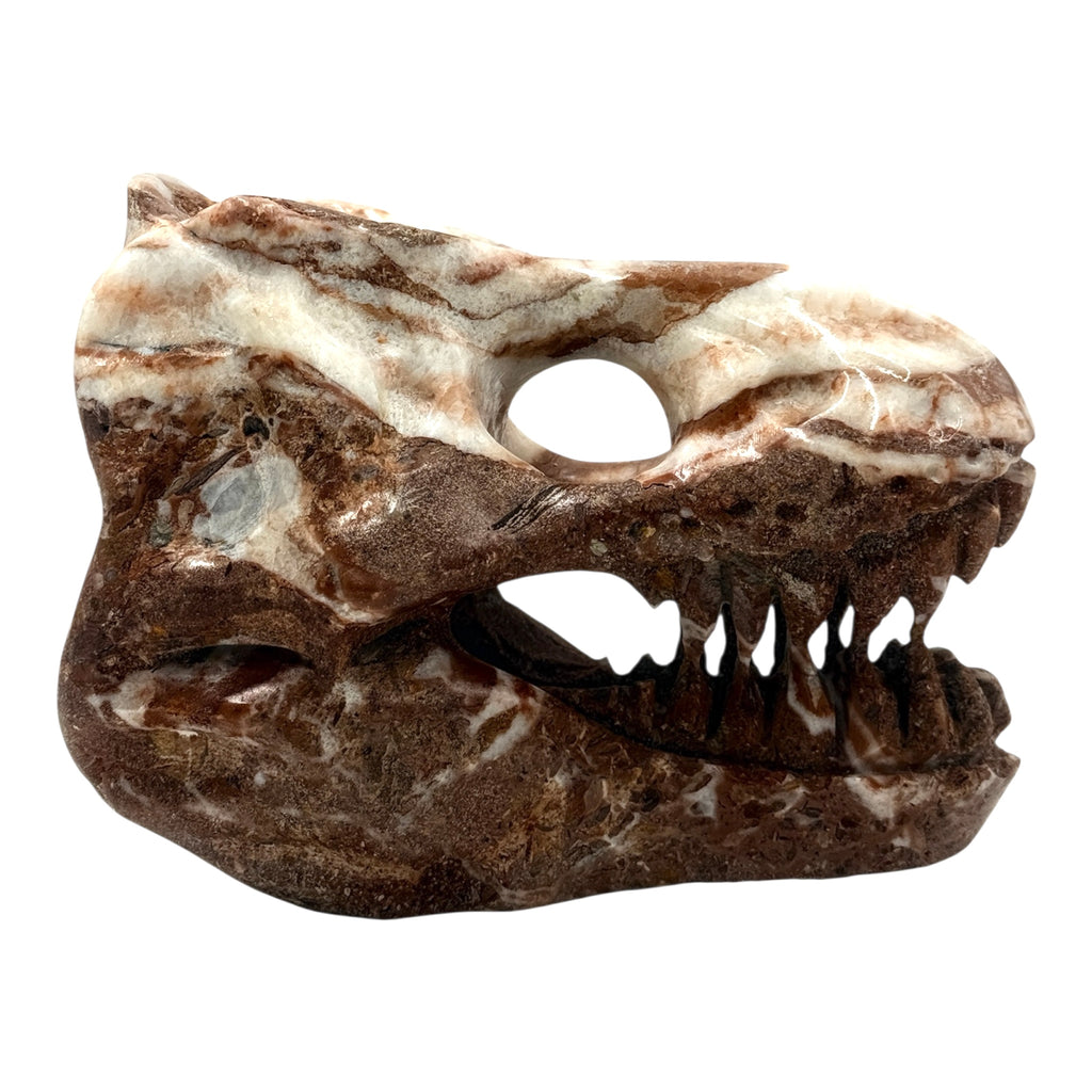Skull (T-Rex)