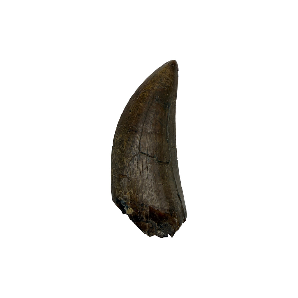 tyrannosaurus-rex-tooth-serrations.jpg