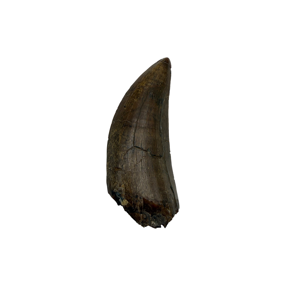 tyrannosaurus-rex-tooth-serrations.jpg