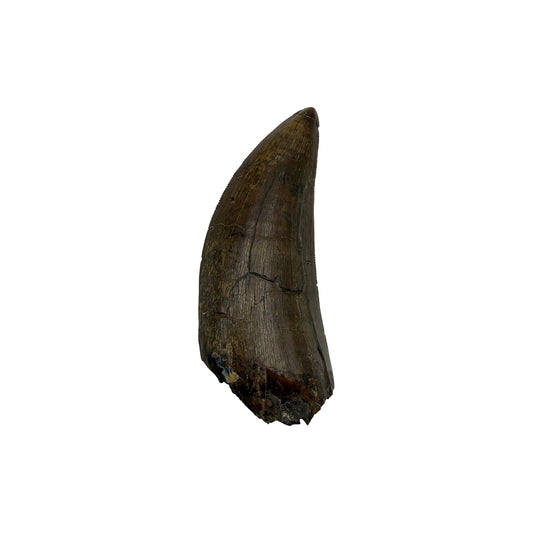 tyrannosaurus-rex-tooth-serrations.jpg