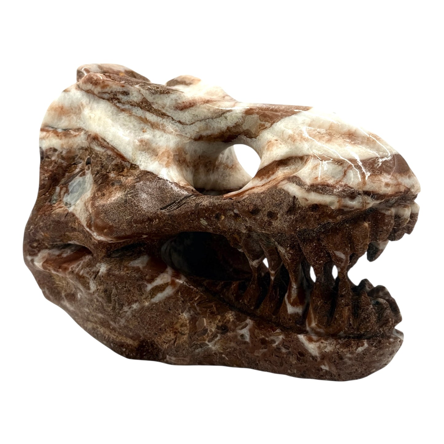 Skull (T-Rex)