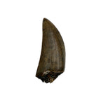 tyrannosaurus-rex-tooth-serrations.jpg