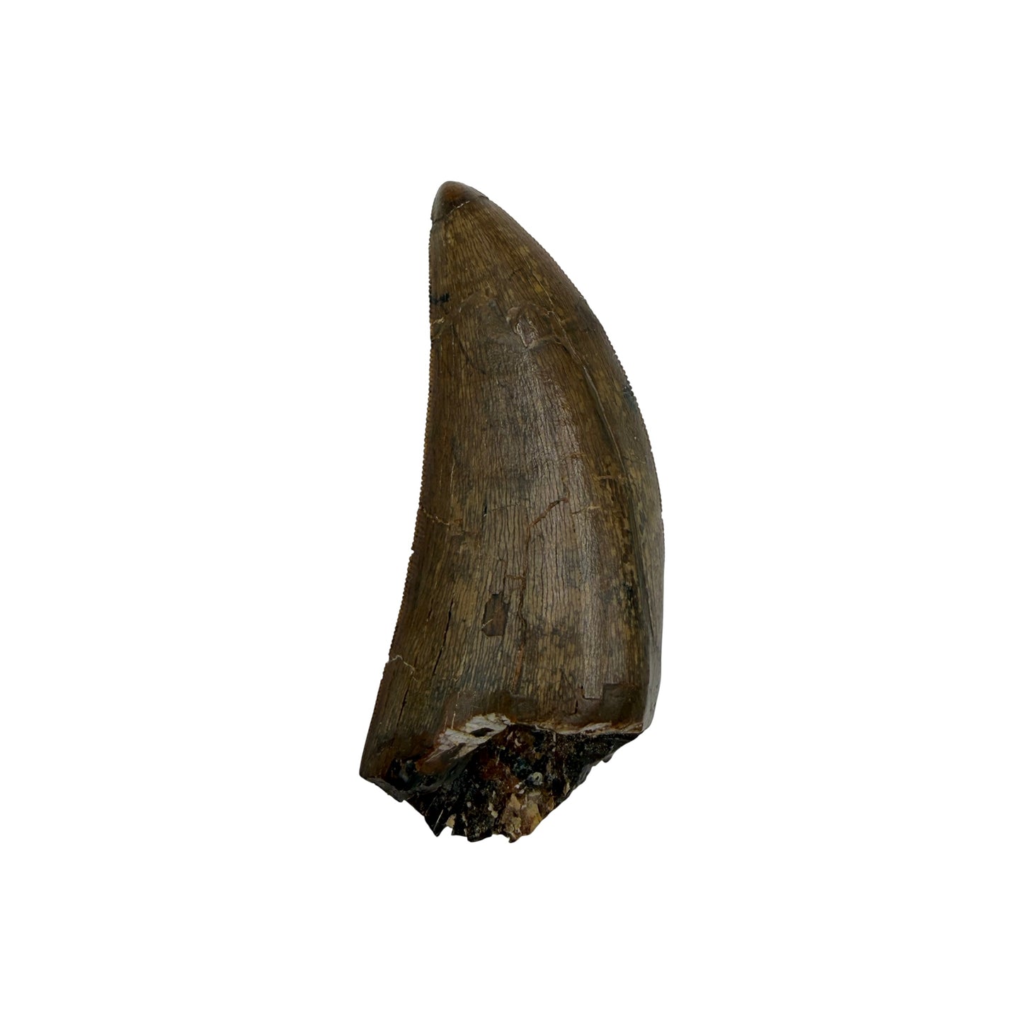 tyrannosaurus-rex-tooth-serrations.jpg