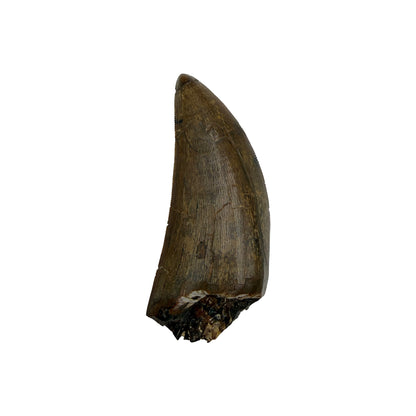 tyrannosaurus-rex-tooth-serrations.jpg