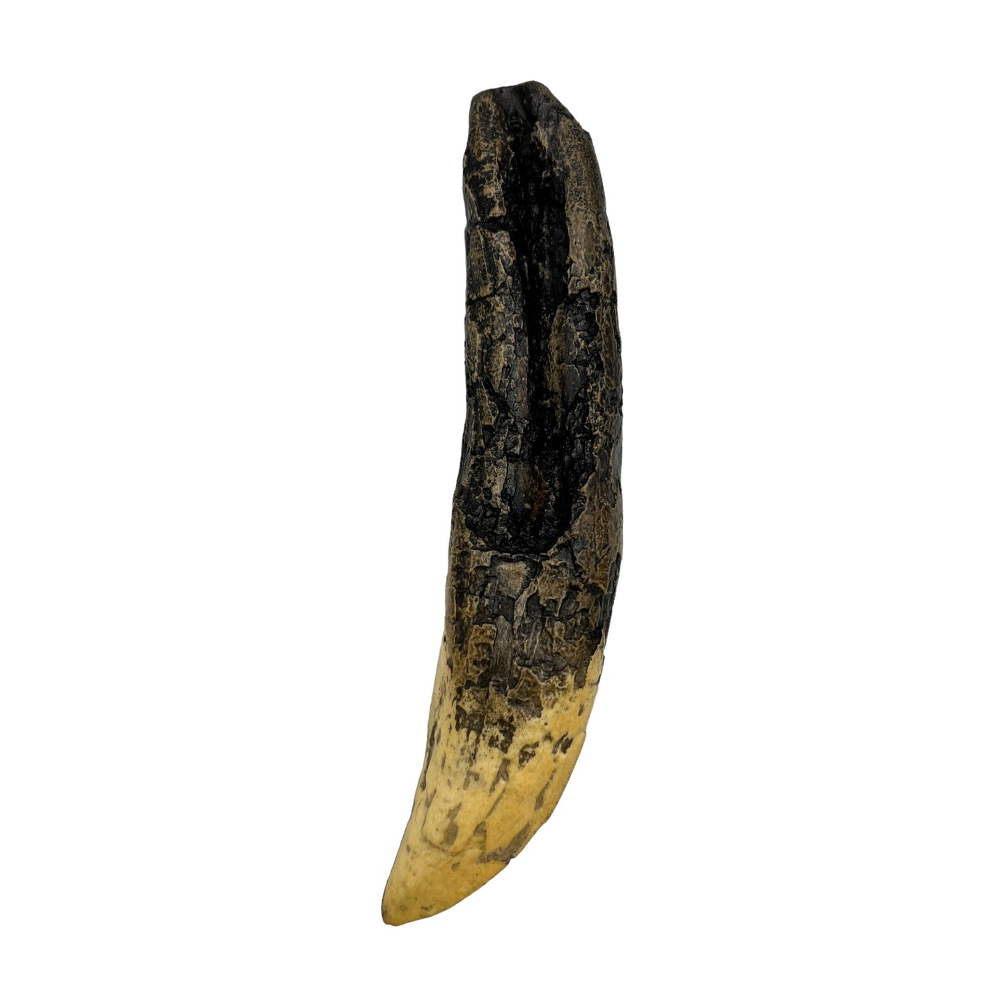 Tooth Replica (T.Rex Tooth with Root)