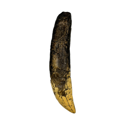 Tooth Replica (T.Rex Tooth with Root)