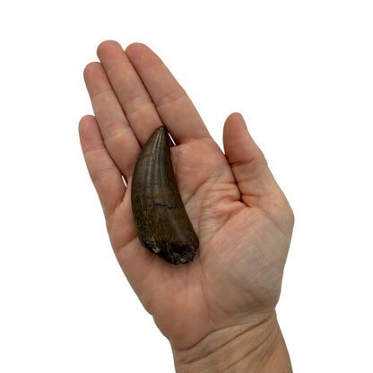 tyrannosaurus-rex-tooth-serrations.jpg