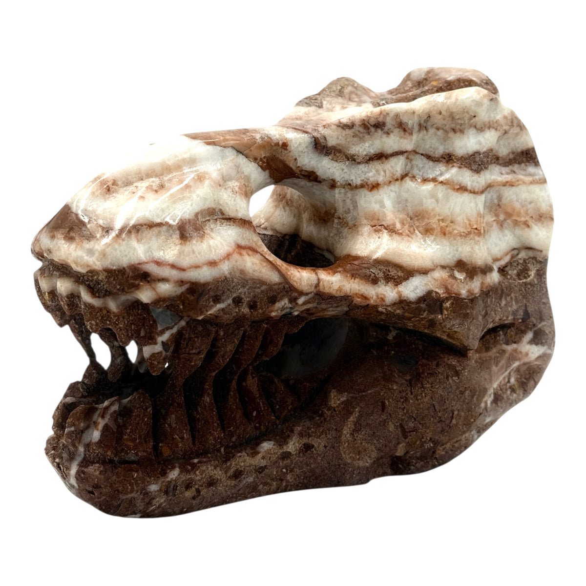 Skull (T-Rex)