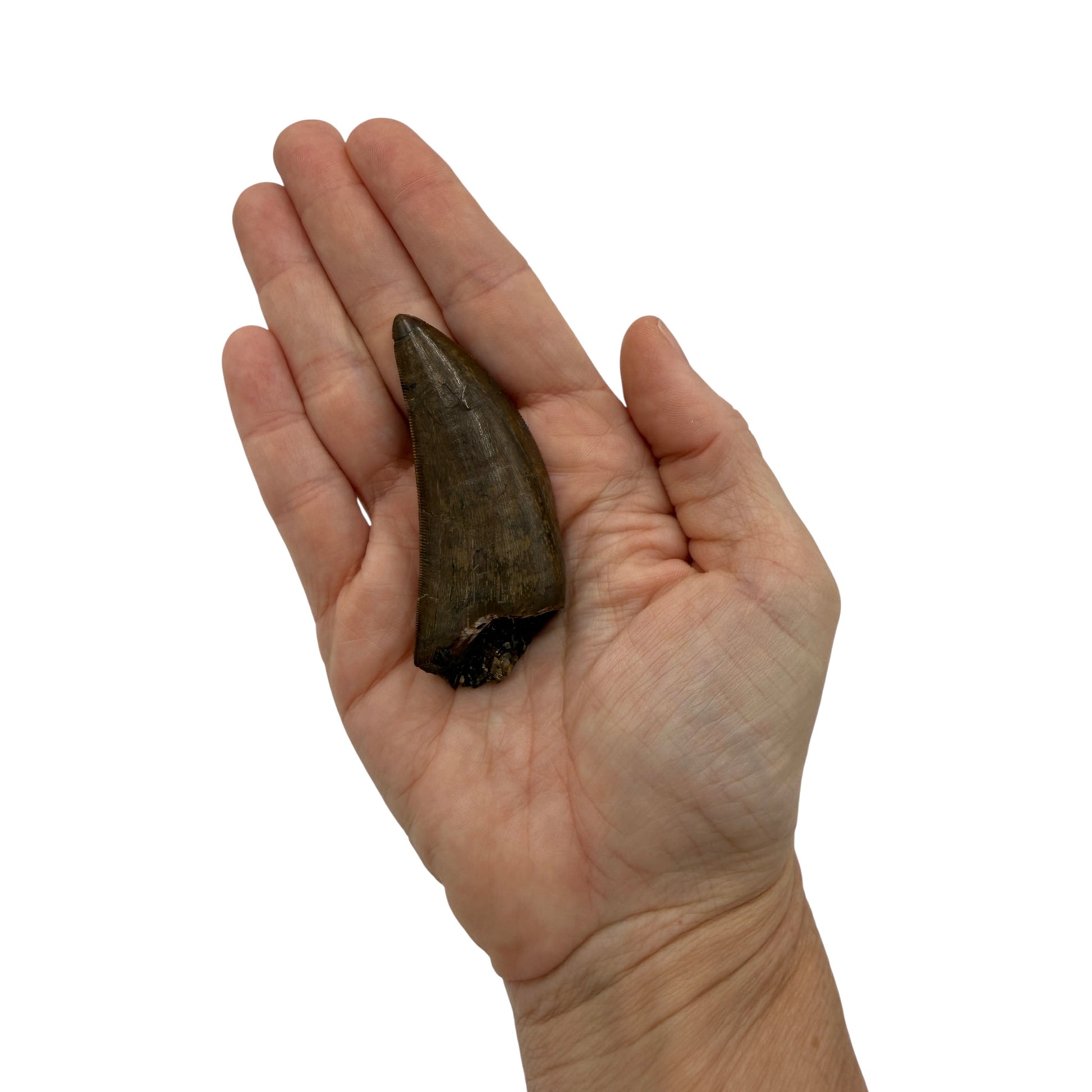 tyrannosaurus-rex-tooth-serrations.jpg