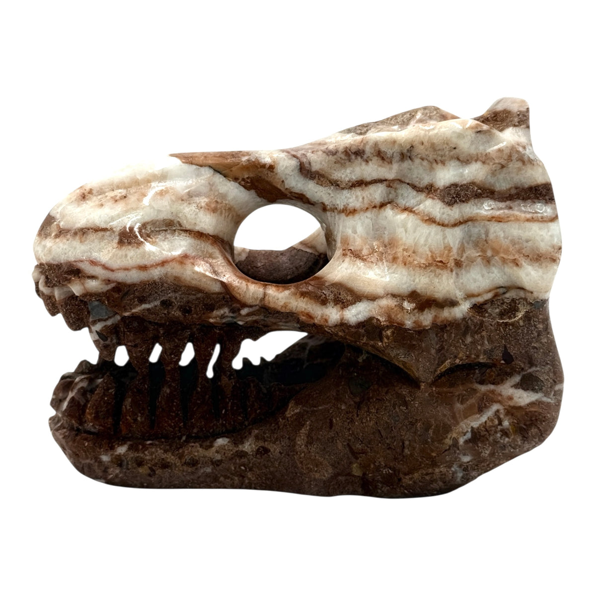 Skull (T-Rex)