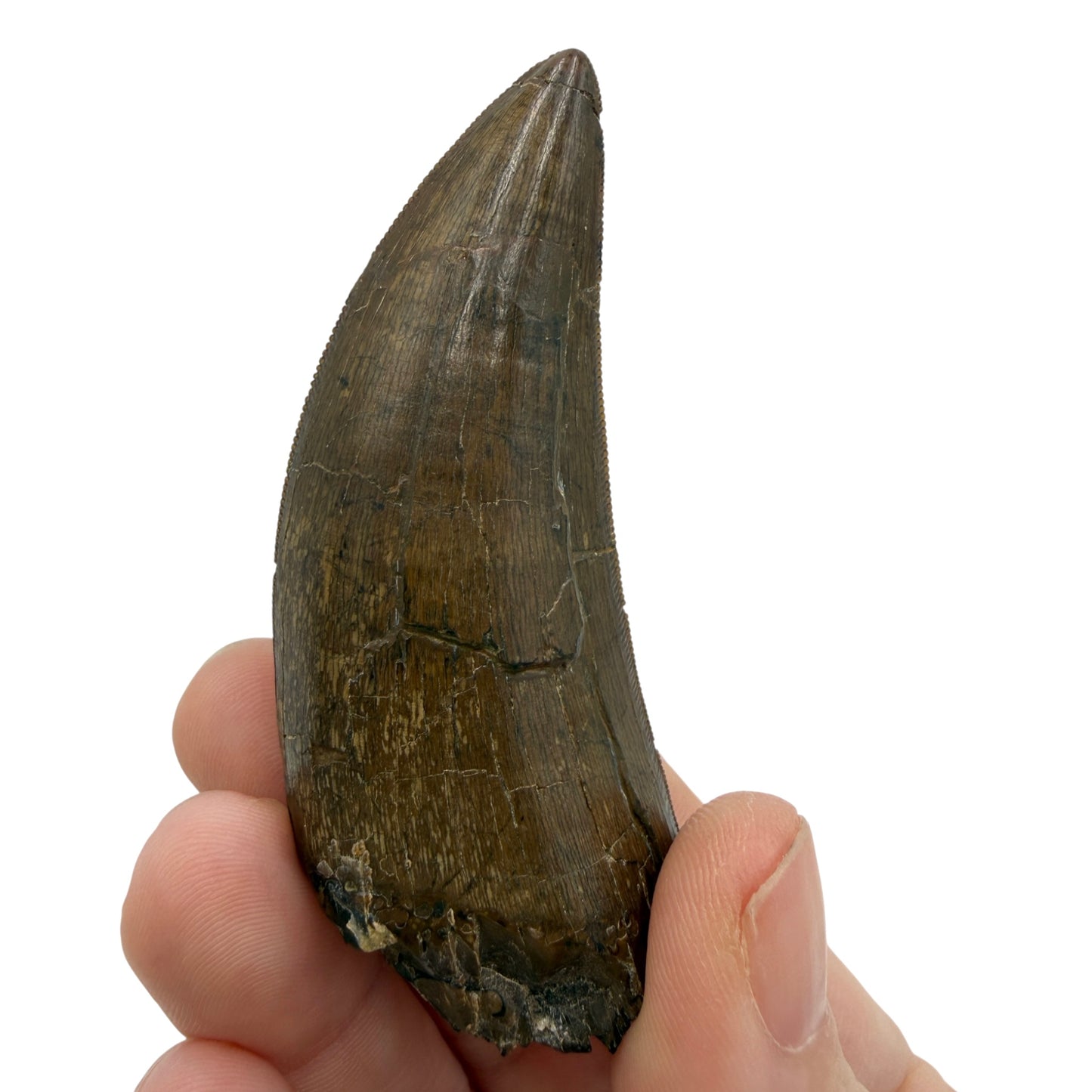 tyrannosaurus-rex-tooth-serrations.jpg