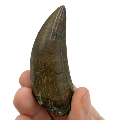 tyrannosaurus-rex-tooth-serrations.jpg