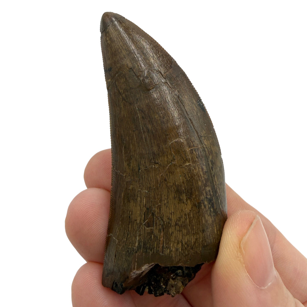 tyrannosaurus-rex-tooth-serrations.jpg