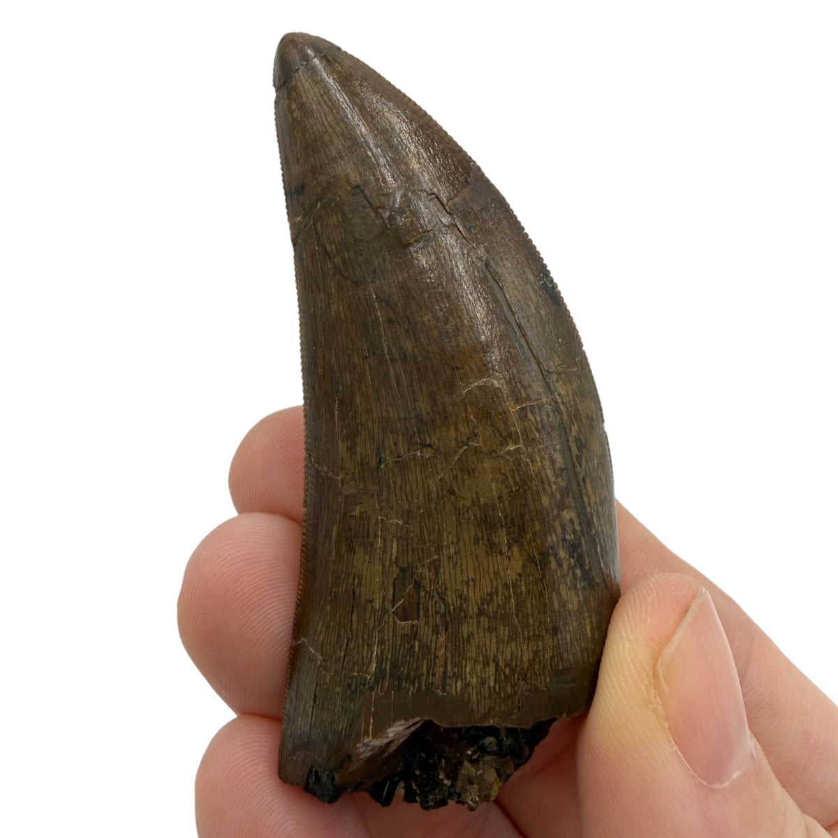 tyrannosaurus-rex-tooth-serrations.jpg