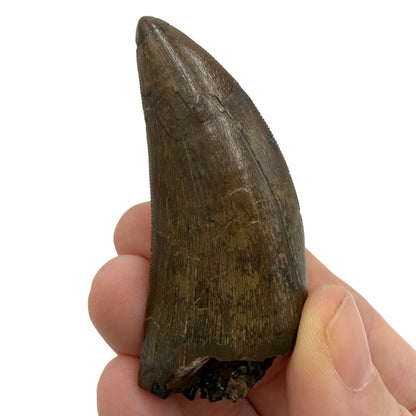 tyrannosaurus-rex-tooth-serrations.jpg