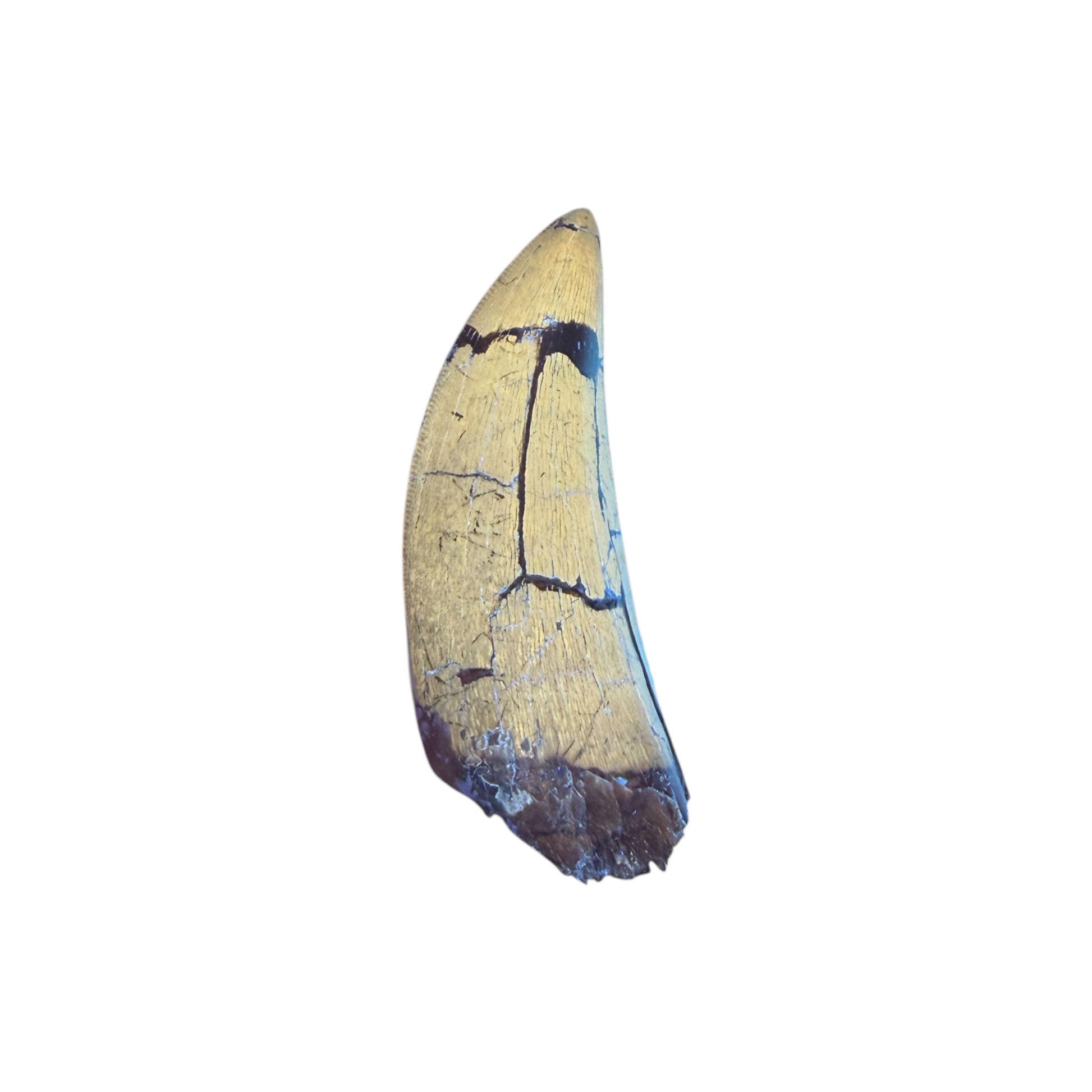 tyrannosaurus-rex-tooth-serrations.jpg