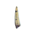 tyrannosaurus-rex-tooth-serrations.jpg