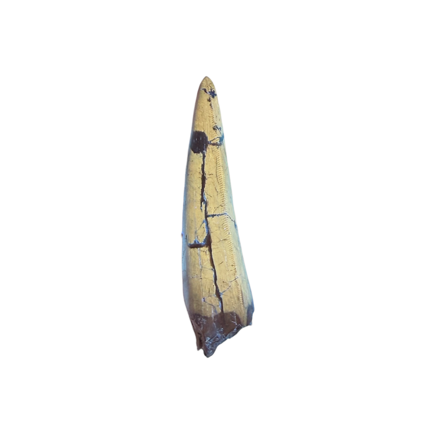 tyrannosaurus-rex-tooth-serrations.jpg