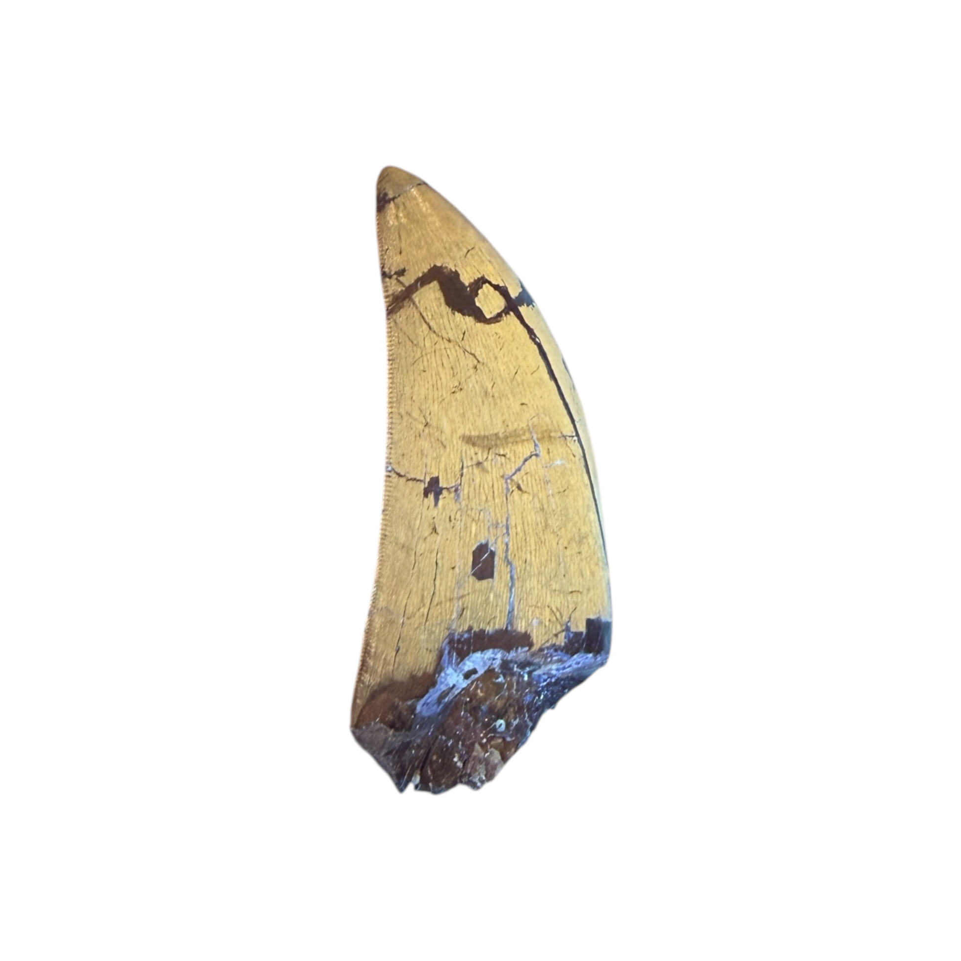 tyrannosaurus-rex-tooth-serrations.jpg