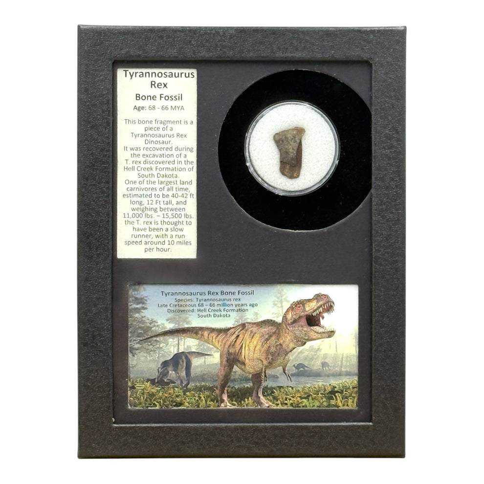 Exploded Bone Display T-Rex Bone Display - Authentic Dinosaur Fossil – Tyrannostorus