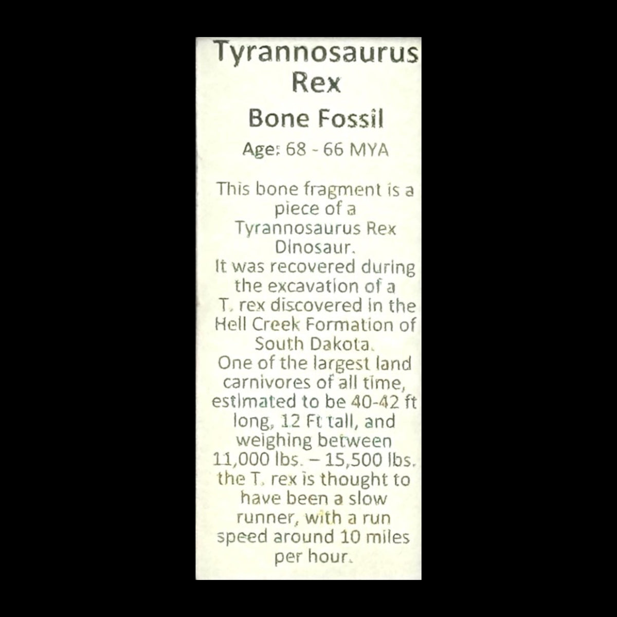 T-Rex Bone Display