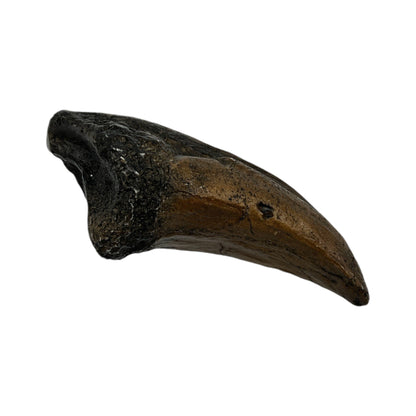 Claw Replica (T.Rex Toe Claw)