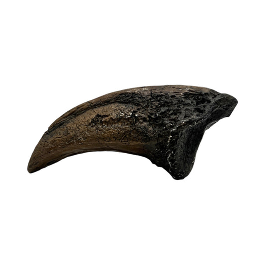 Claw Replica (T.Rex Toe Claw)