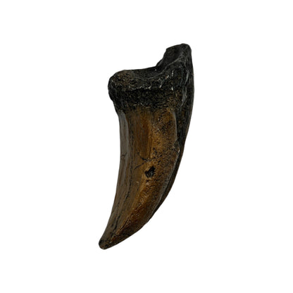 Claw Replica (T.Rex Toe Claw)