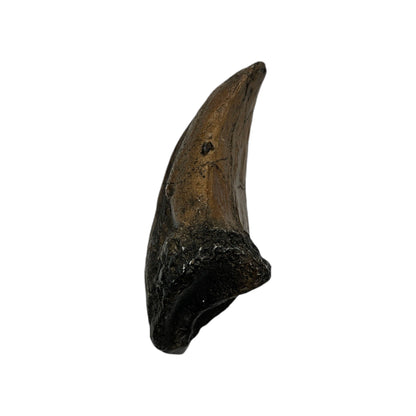 Claw Replica (T.Rex Toe Claw)