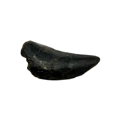 Fossilized Dinosaur Tooth (Tyrannosaurus rex, 2")