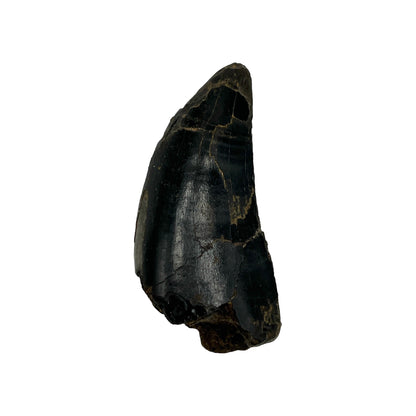 Fossilized Dinosaur Tooth (Tyrannosaurus rex, 2")