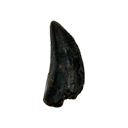 Fossilized Dinosaur Tooth (Tyrannosaurus rex, 2")