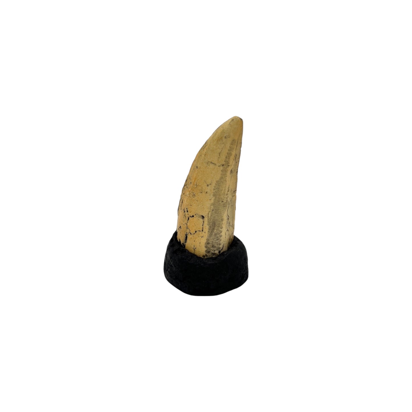 Tooth Replica (T.Rex Tooth with Base)