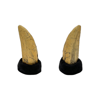 Tooth Replica (T.Rex Tooth with Base)