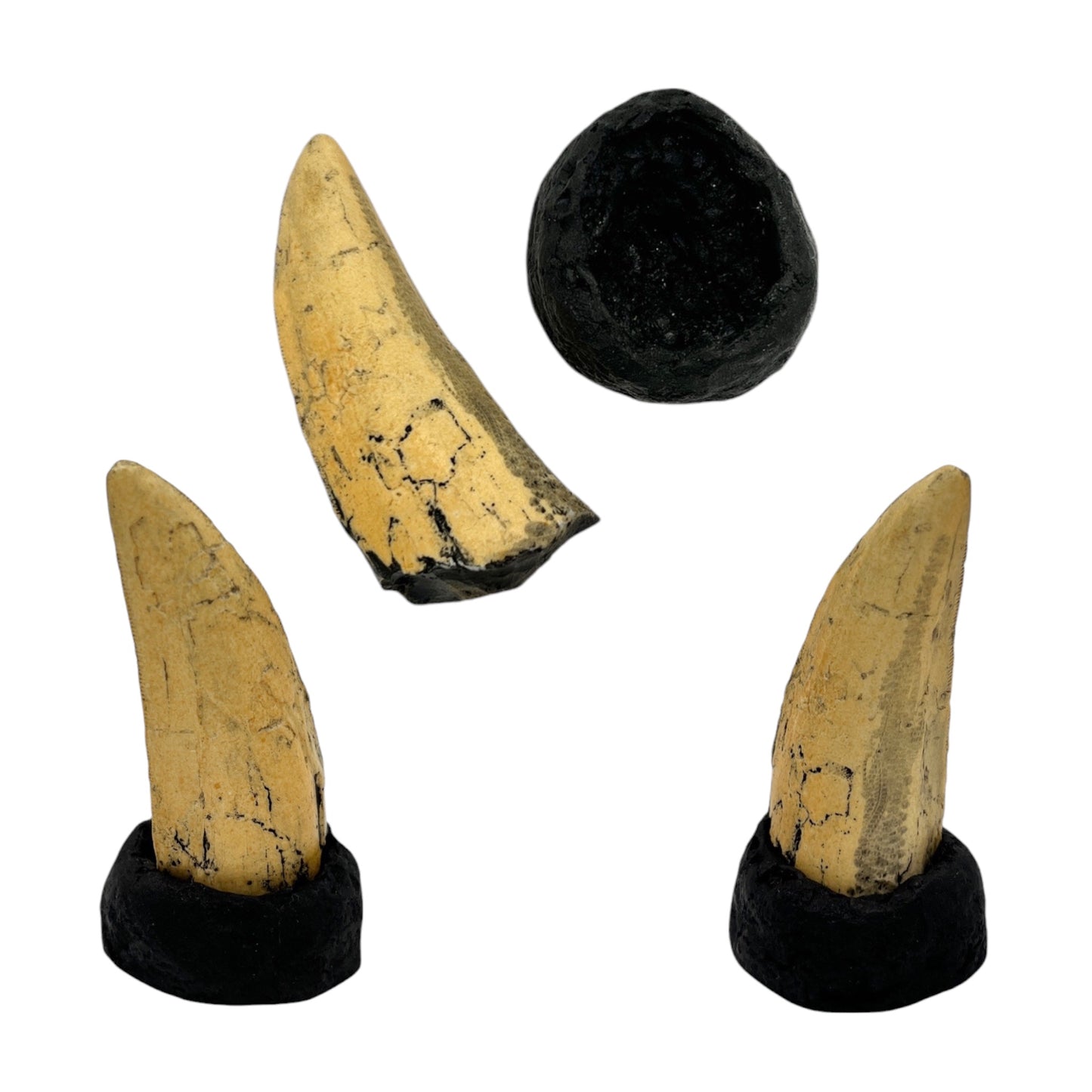 Tooth Replica (T.Rex Tooth with Base)