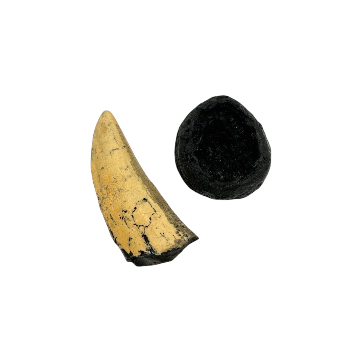 Tooth Replica (T.Rex Tooth with Base)