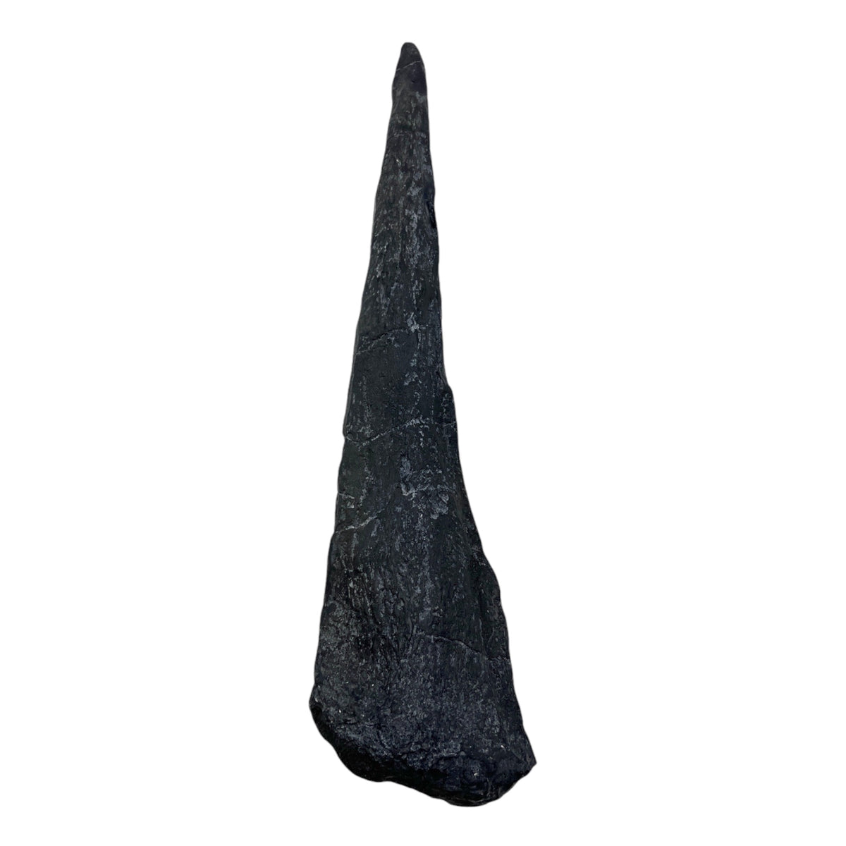 Tail Spike Replica (Stegosaurus)