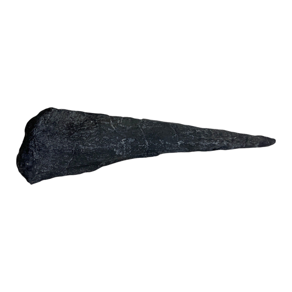 Tail Spike Replica (Stegosaurus)